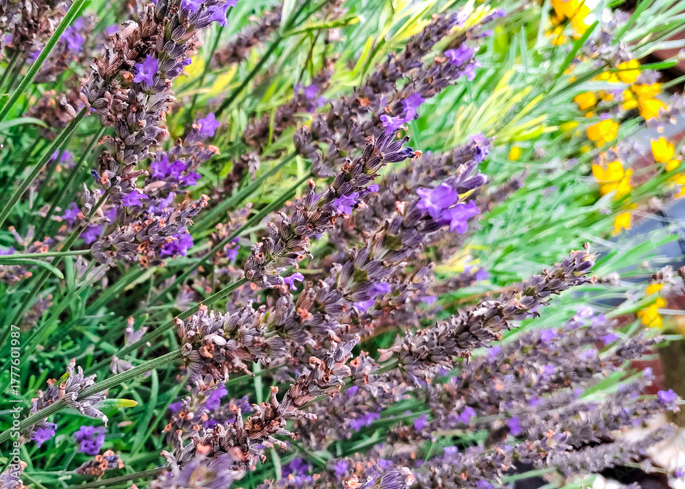 Obraz premium Lavender flowers blooming.