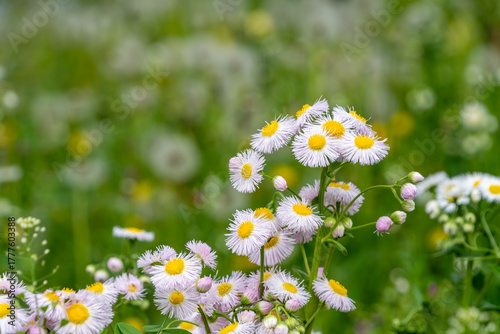 春の野原に咲くハルジオンの白い花