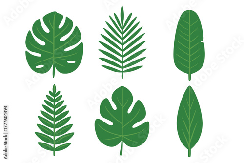 Collection of exotic green tropical leaves set including monstera and palm fronds for natural decoration