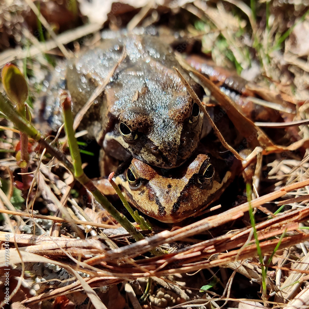 Obraz premium Wood frogs in amplexus during breeding season in natural habitat
