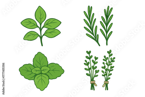 Fresh kitchen herbs set featuring basil, rosemary, oregano, and tied thyme bundles