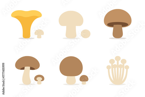 Collection of various edible and wild fungi including chanterelle, button, and enoki mushrooms