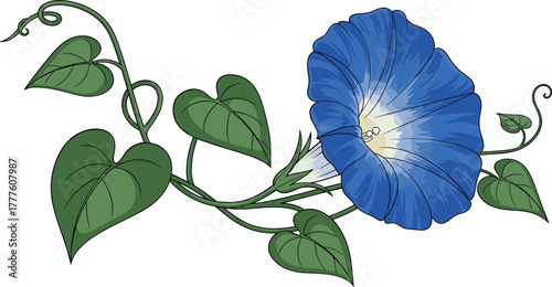 Vibrant blue morning glory flower unfurling on a vine with green heart shaped leaves