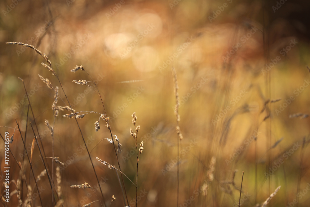 Fototapeta premium Gräser im Licht