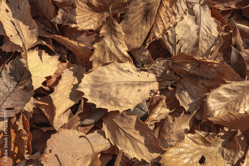Close-up crunchy dry autumn leaves blanketing ground with display of brown and beige hues, creating a natural warm textured foliage carpet intricate veins and surface ripples.