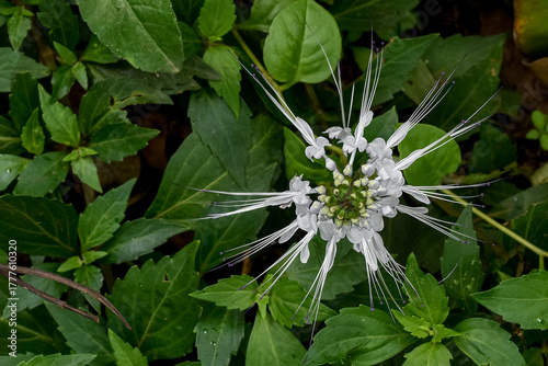 Photography Cat's whiskers flower (Orthosiphon aristatus) is a wild plant in traditional herbal medicine