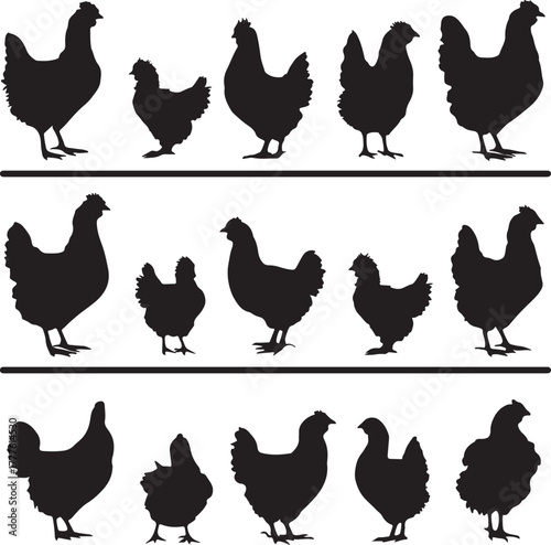 Three Rows of Black Silhouettes of Chickens and Hens on a White Background rooster poultry