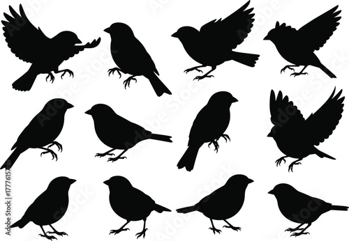Bird silhouettes in flight and perched poses, avian motion concept, cad drawing flat vector illustration, wildlife anatomy reference design set
