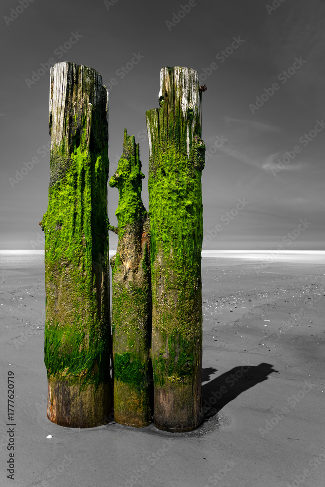 Fototapeta premium Wooden old harbor pillars and rope on the sandy beach of Wangerooge in the Wadden Sea National Park. Green algae and barnacles cover the trunks. Green color isolated on black and white background.