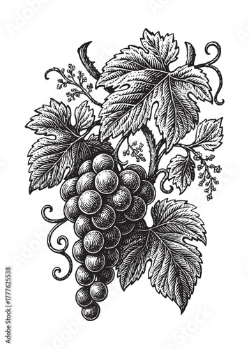 Elegant hand-drawn grapevine vector with detailed leaves and grapes, suitable for wine labels, botanical prints, or organic brand logos.