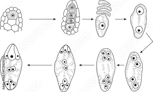 Development of the female gametophyte