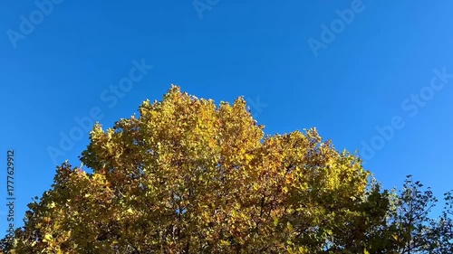 autumn trees against blue sky