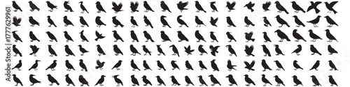 huge set of bird silhouettes for prints on medical masks and more. Vector Black silhouettes. with white background