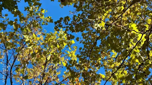 yellow leaves against blue sky