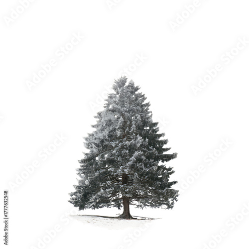 Snow Covered Tree Peaceful Winter Illustration