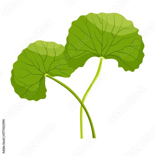 Centella Asiatic or Gotu Kola Leaves Illustration Isolated on White Background