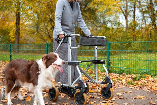 Elderly woman with grey hair taking a walk though the park with help of walker and service dog
