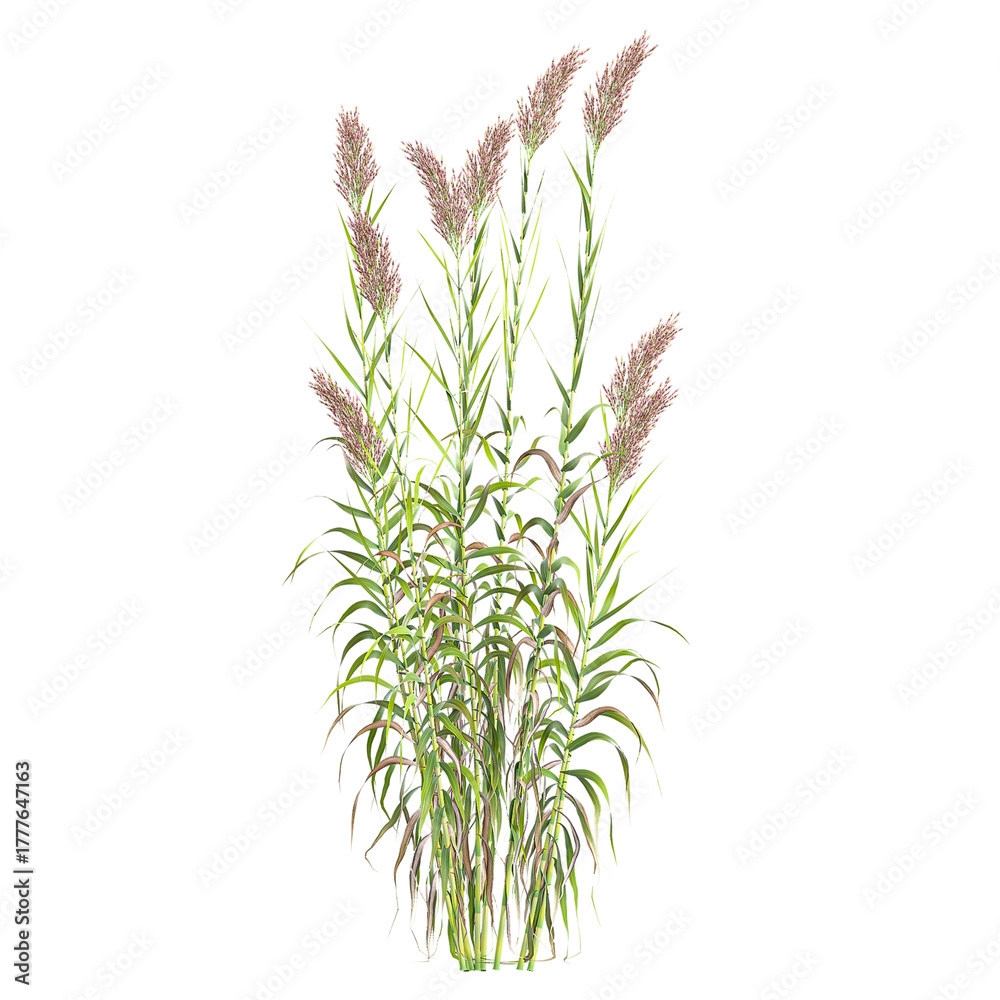 Fototapeta premium 3d illustration of False oat-grass isolated on transparent background