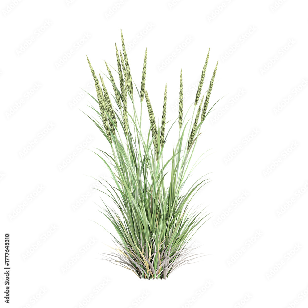 Fototapeta premium Green beachgrass isolated on Canvas