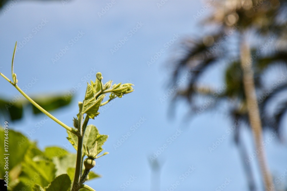 Fototapeta premium Fresh green leaves of tamarind tree under bright morning sunlight with beautiful golden bokeh. Scenic natural background of lush foliage against a clear blue sky. Soft focus and sun flare effect creat