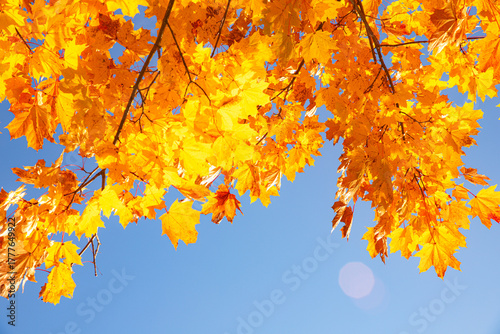 Yellow autumn leaves on a blue sky . Copy space . Orange 