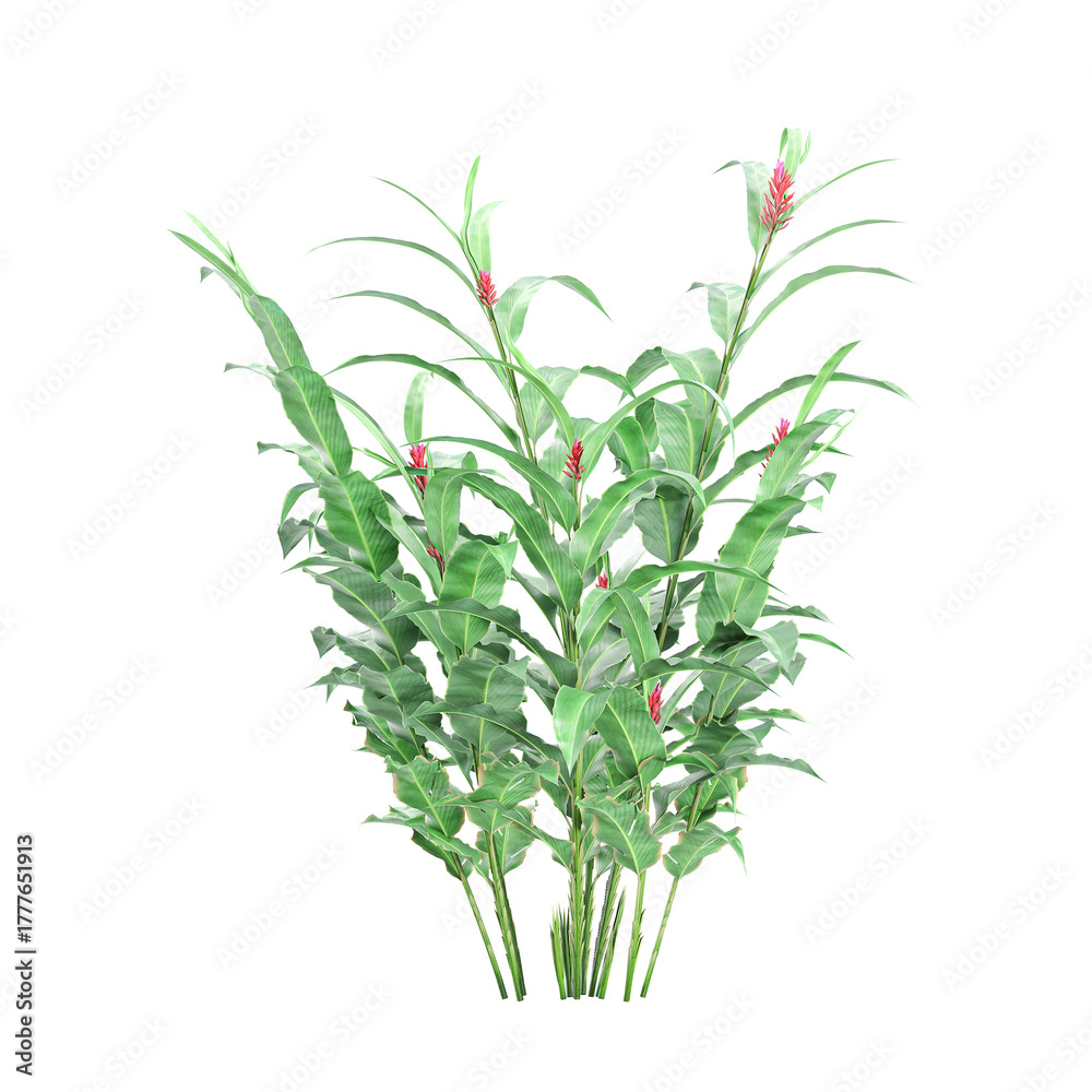 Fototapeta premium collection of Alpinia purpurata flower plant on transparent canvas
