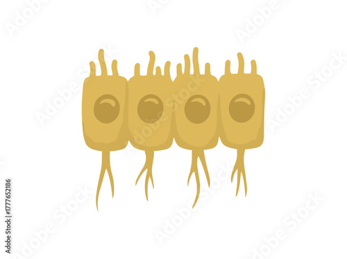 Ependymal Glial Cells