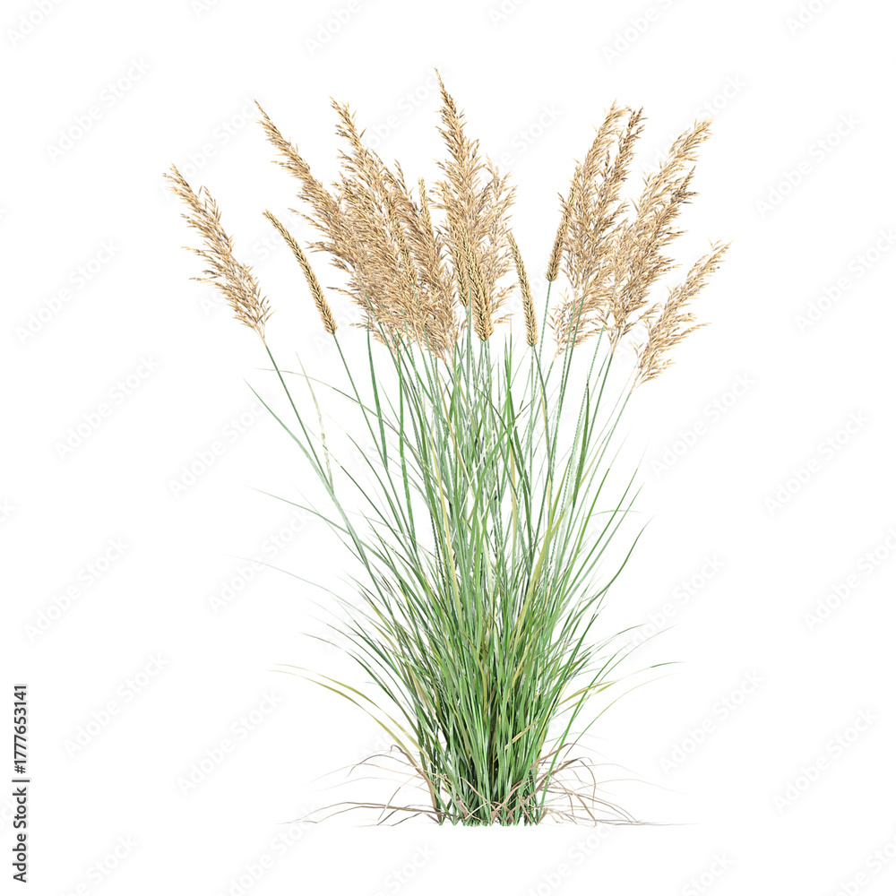 Fototapeta premium 3d illustration of Canadian reedgrass isolated on transparent background