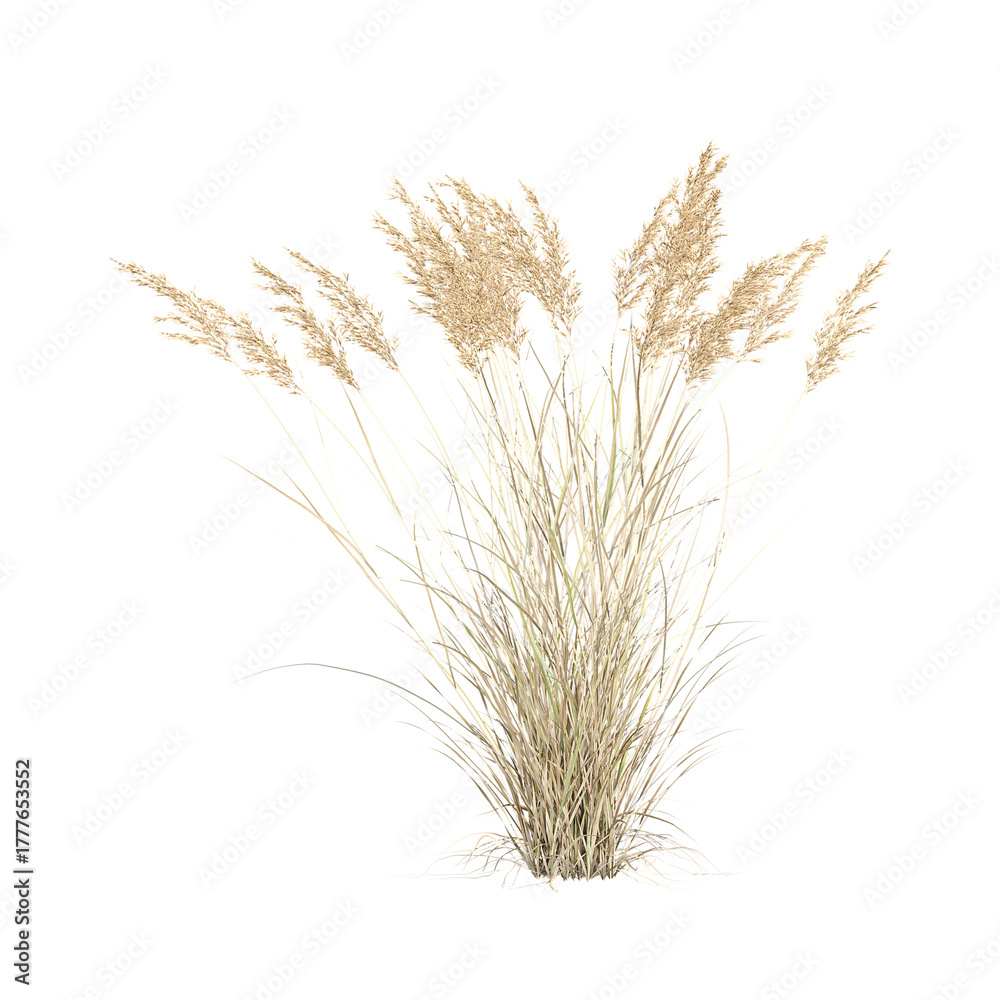 Fototapeta premium 3D rendering of Canadian reedgrass on transparent canvas