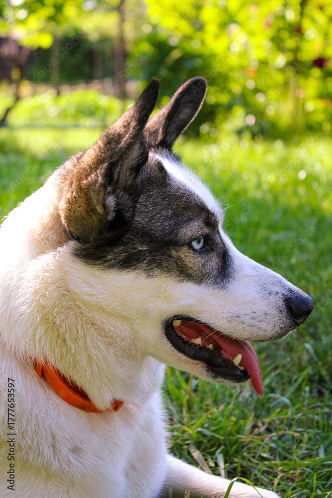 Obraz premium Black and white a husky dog mixed with a husky with heterochromia Husky dog