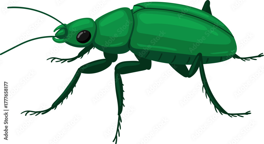 Naklejka premium Green beetle insect standing on white background