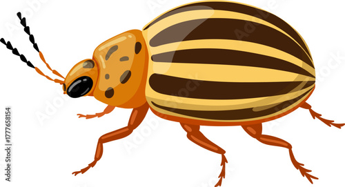 Colorado potato beetle pest insect on white background