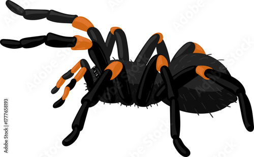 Tarantula vector art illustration with black and orange colors