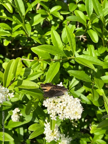 butterfly on a flower