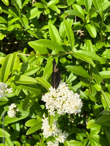 butterfly on a flower