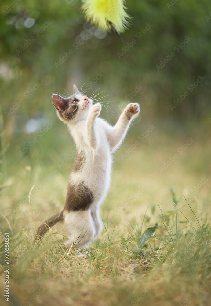 Obraz premium A kitten reaches for a yellow toy suspended above its head. The animal balances on hind legs in a burst of motion.