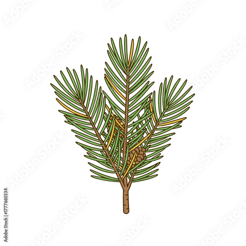 pine branch isolated on white