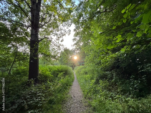 sun shining through the trees