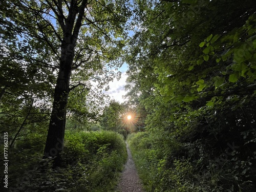 sun shining through the trees