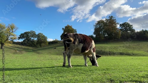 Black and white cow grazing in the green meadow, sky. Free-range cattle on farmland pasture. Production of organic dairy products. Milk cow feeding on green farm grassland. Farming. Animal husbandry