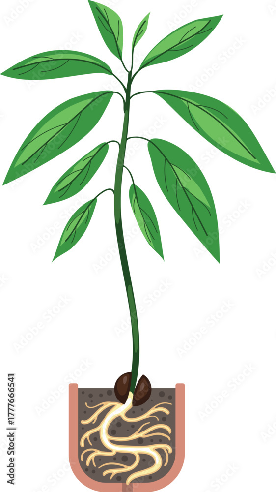 Naklejka premium Avocado plant (Persea americana) with root system in a pot isolated on white background