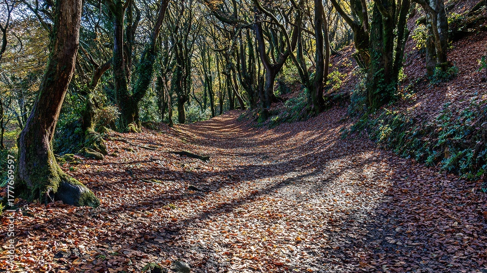 Fototapeta premium Autumn forest path covered with fallen leaves, mossy trees, dappled sunlight, winding trail in a woodland landscape, wide angle view.