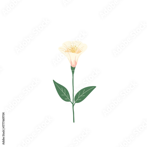 Watercolor vector of bellflower, isolated on a white background. Bellflower illustration.
