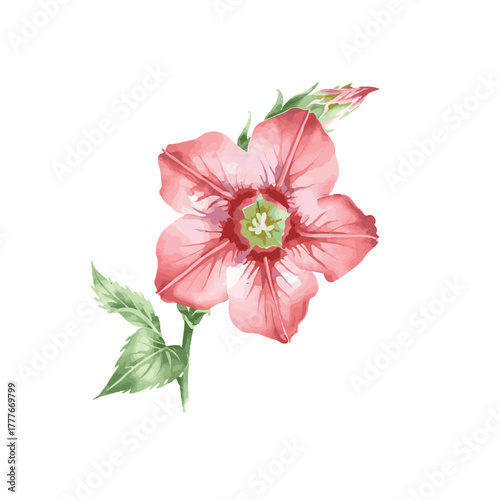 Watercolor vector of bellflower, isolated on a white background. Bellflower illustration.