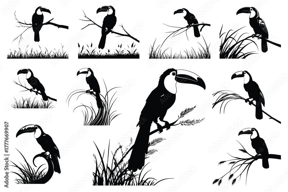 Obraz premium Black silhouette toucans perched on branches and grass