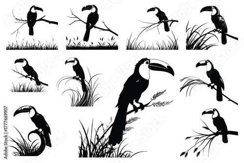 Black silhouette toucans perched on branches and grass