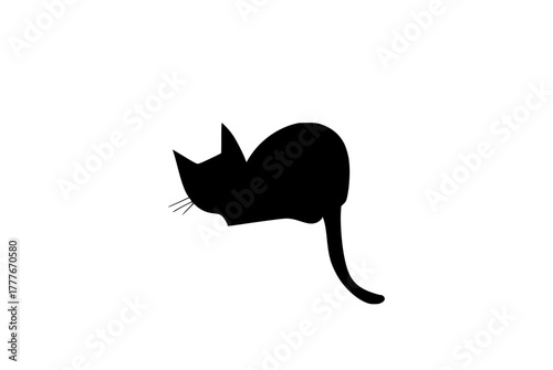 black cat on white background