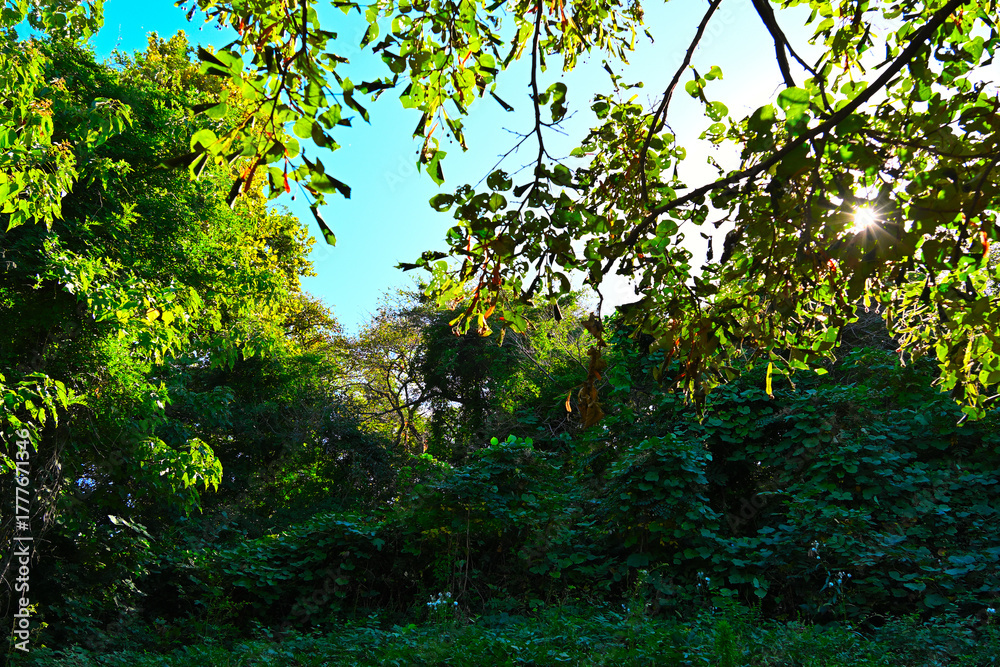 Fototapeta premium Sunlight coming through the thickets of the forest