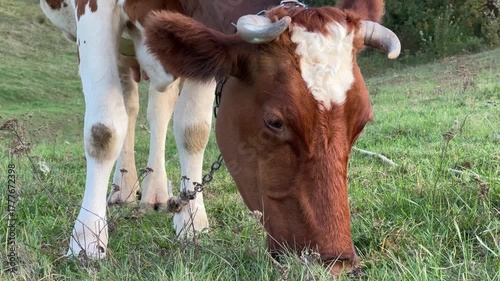 Red and white cow eat grass in the meadow. Free-range cattle grazing on farmland pasture. Production of organic dairy products. Milk cow feeding on green farm grassland. Farming. Animal husbandry