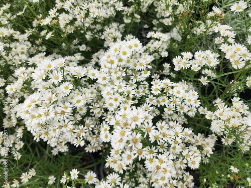 Cutter flower is a small shrub with flowers that bloom in clusters and have white petals. It is popularly grown as an ornamental plant and for cut flowers.